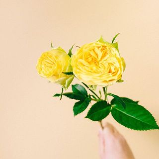 ぷっくりと開花した姿がキュート😍