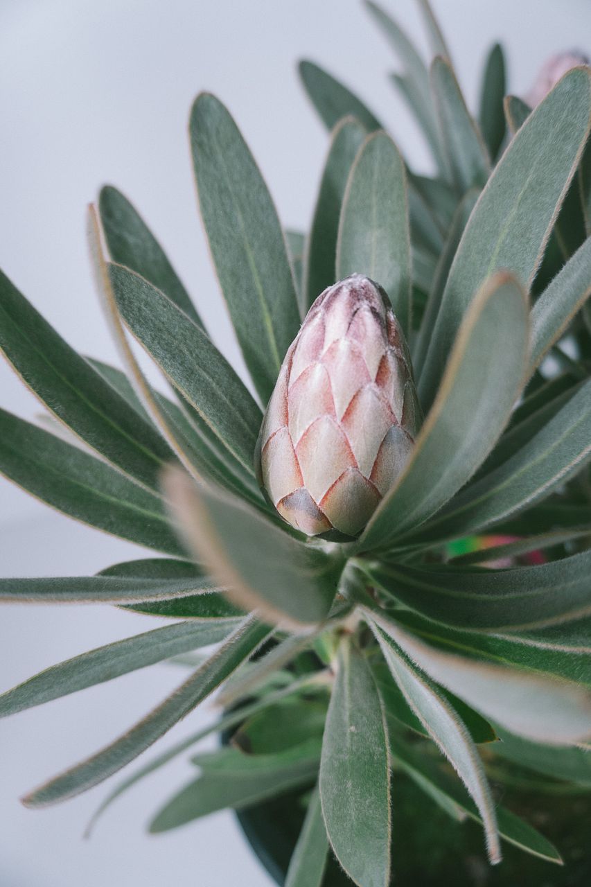 プロテアピンクアイス　4フラワー プロテア「ピンクアイス」