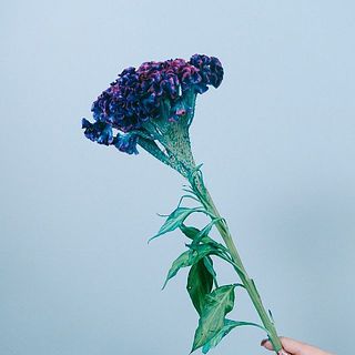 ♦︎ ケイトウ様御専用ページ♦︎ KOTA Photo ケイトウ ピンク | 九州大田花き