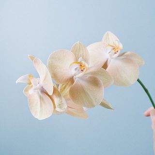 花がピンクがかっているものもあります。