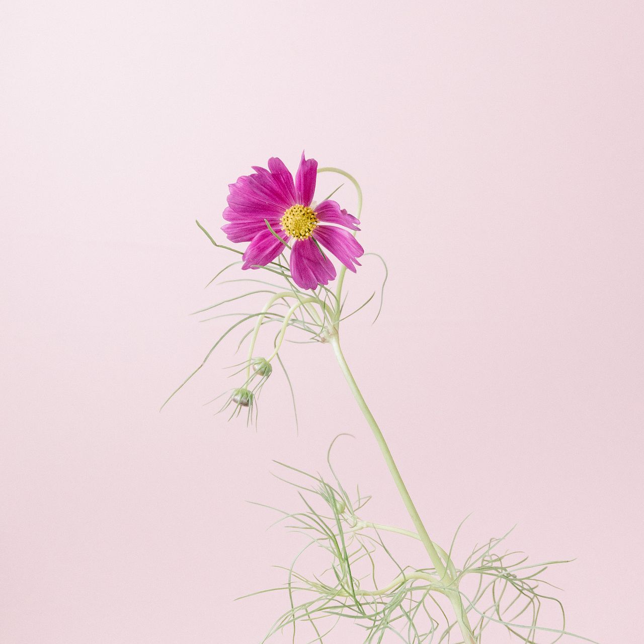 コスモス畑