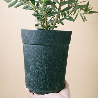 鉢の汚れが気になる場合は拭き取ってください。