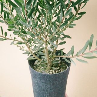 苔や他の住人がいることも。他の子は根っこから取り除いてあげて。