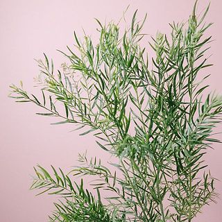 ミモザアカシア「フィンブリアータ」