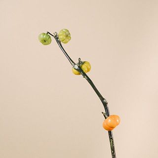 ソラナムパンプキンの実のつき方には個体差がございます。