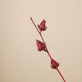 ベニアオイの実付きには個体差がございます。