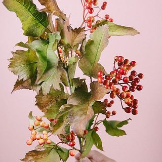 葉は一部紅葉を始めています🍁