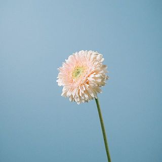 花びらがおしゃれ！