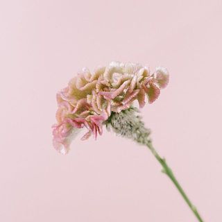 ケイトウの色味や大きさには個体差がございます。ご了承ください。
