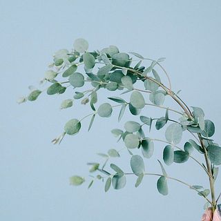 ユーカリの枝先にある新芽は変色してしまう事がございます。ご了承ください。
