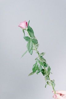 配送中の温度差で外側の花弁が変色してしまうことがございます。そっと取り除いてあげましょう。