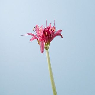 開花具合には個体差があります。