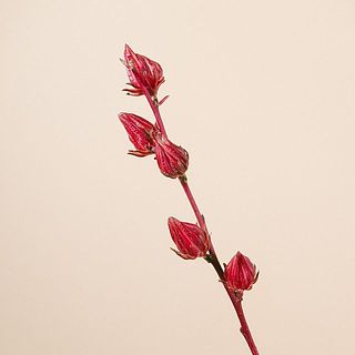 ローズヒップには個体差がございます。