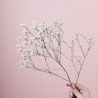 ハイブリッドスターチス「マルチーズ」
