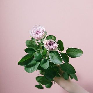 バラ「ライラッククラシック」花の大きさには個体差があります。
