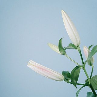 少しずつ開花していきます！