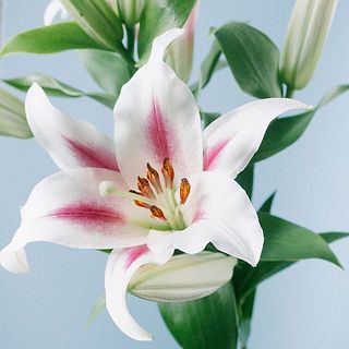 開花すると花粉があります。早めに取り除いてあげるとお花が長持ちします。