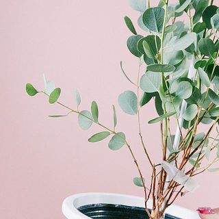 小さい葉が丸っこい場合がございます。