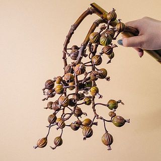 茶色の実も含まれていますが、品質に問題ございません。ご了承ください。