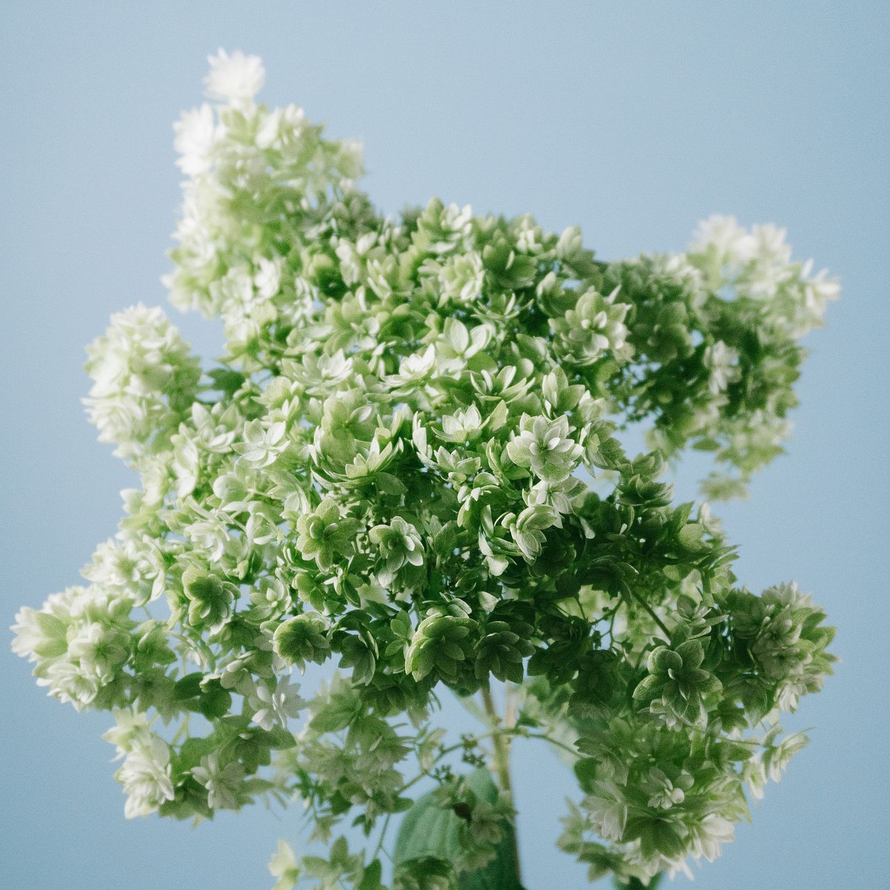 希少品種「八重咲きアナベル」