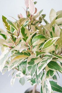 斑入りガジュマル 斑入りのガジュマルの木