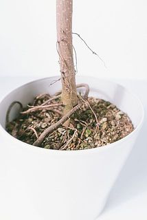 斑入りのガジュマルの木