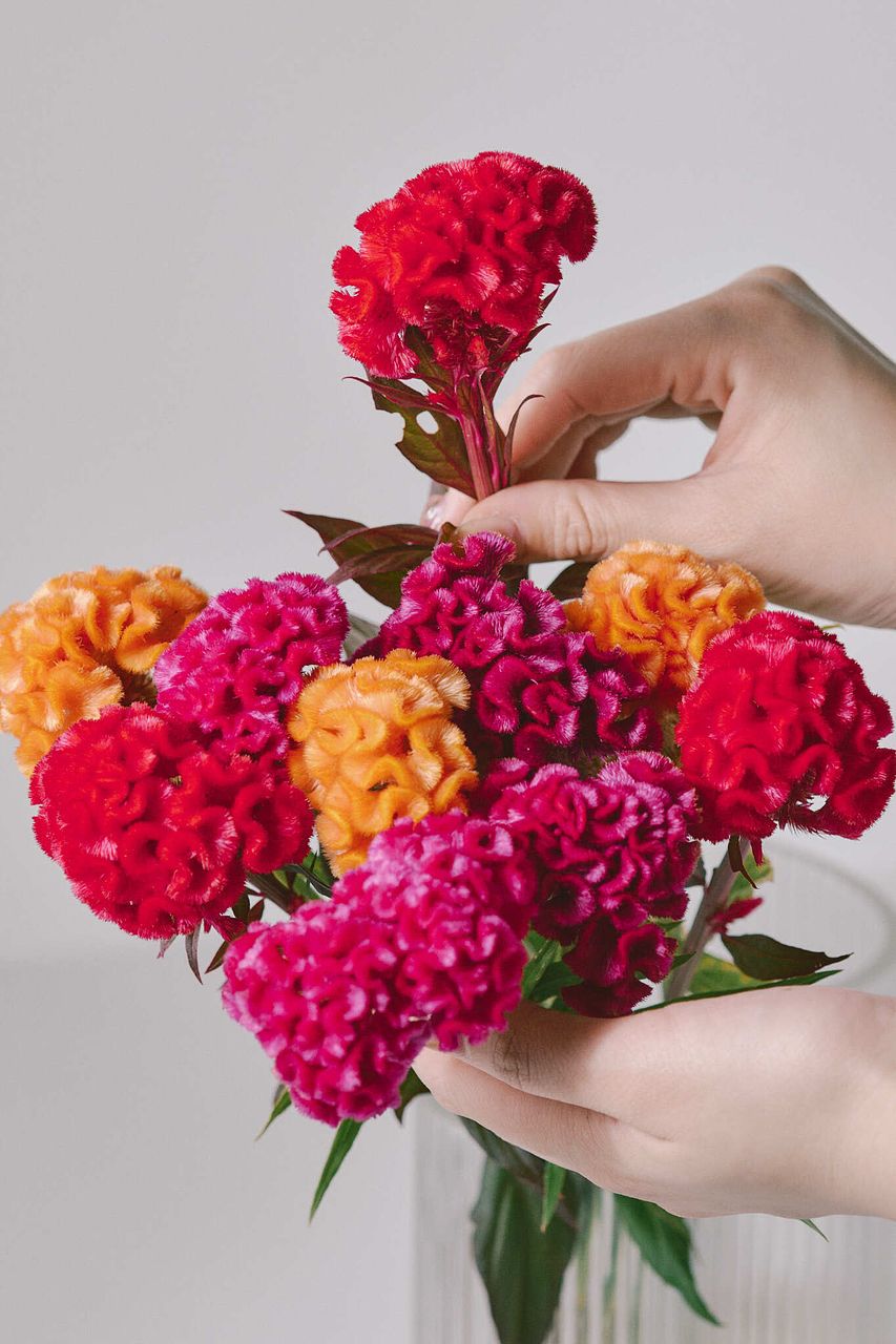 産直】日光園藝のベルベットケイトウ