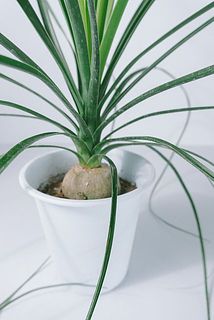 ぷくっとした幹の部分がユニーク。