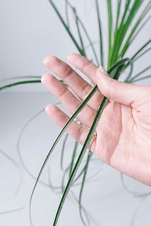 葉っぱは細長く、動きがあるのが特徴です。