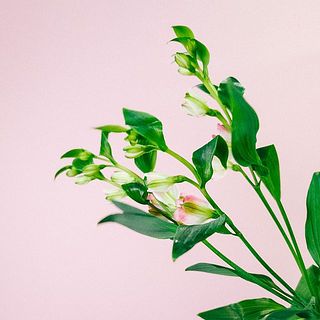 段咲き姿がかわいい！