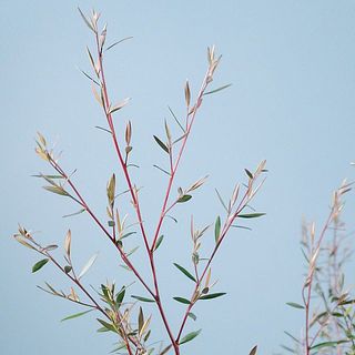 葉先が赤いです🍎
