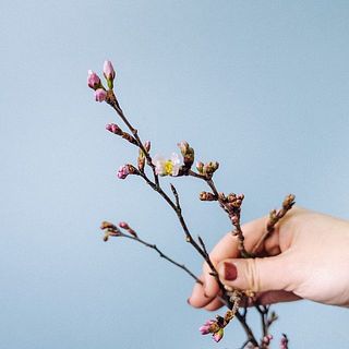 つぼみと開花したものMIXでお届けします