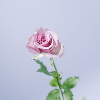 バラは外側の花びらに傷がついていることがあります。