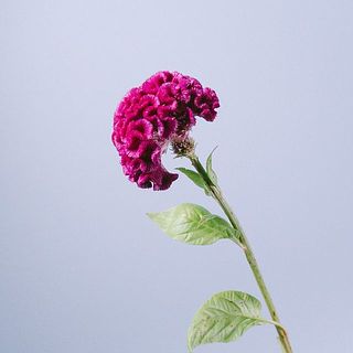 ケイトウの花首の黒い粒は種です。気になるばあは取り除いてあげましょう。