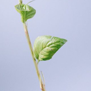 入荷時より葉に斑点があります。気になる場合は取り除いてください。