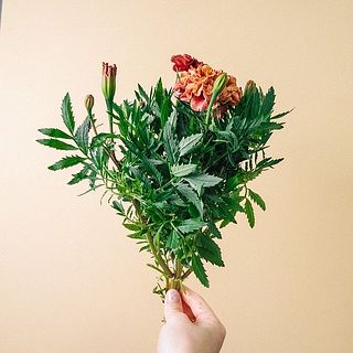 輸送中に少々潰れてしまう恐れがございます。ご了承ください。品質への影響はございません。