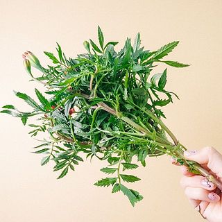 葉は変色しやすいので、届きましたら取り除いてあげましょう。