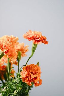 1本あたりの花のつきには個体差があります。