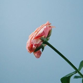 花びらの外側は縮れている場合がございます。気になる場合は摘み取ってあげましょう。