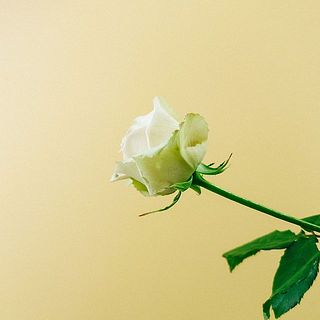 外側の花びらは傷が付いているものも。気になる場合は優しく摘み取ってあげて。