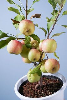 小さなりんごの木「アルプス乙女」