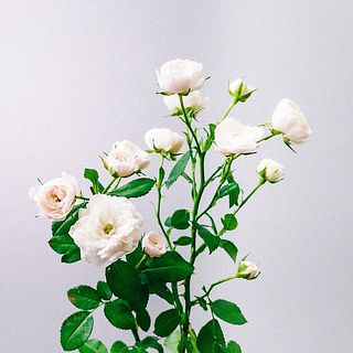 スプレーバラ「グリーンアイス」。トゲに気をつけて。