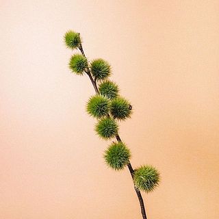 七立栗