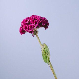 ケイトウ「雅」（10本）