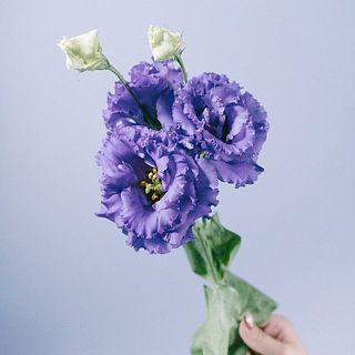 トルコキキョウ「ベールブルー」