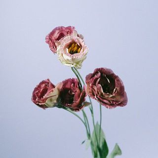 トルコキキョウ「アンバーダブルバーボン」