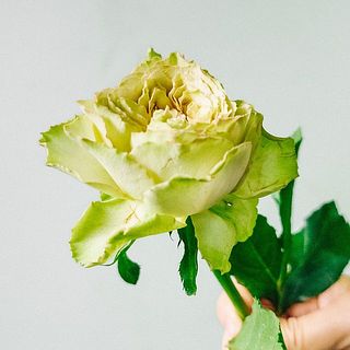 花びらに傷が付いている可能性もがあります。気になる場合は優しく外してください。