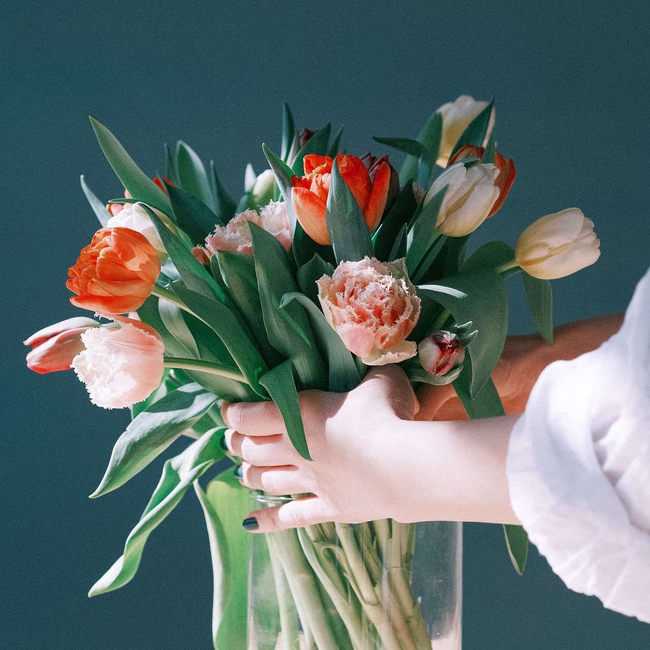 チューリップ 産直】センティアのおまかせチューリップ