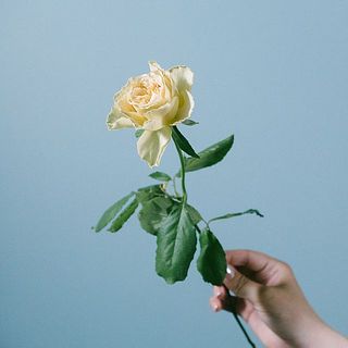 バラ「リテラチュール」