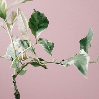 葉には一部虫食いの穴が空いているものがございます。ご了承ください